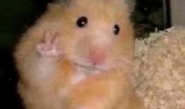 仓鼠王惊天爆料视频